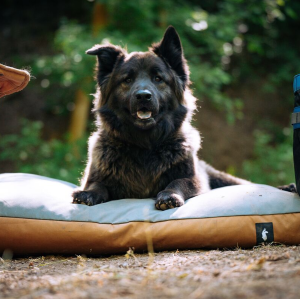 Del Día Dog Bed